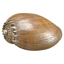 Nobby Aquariendekoration Muschel Figur und Höhle aus Kunstharz braun für Süßwasserfische - 1 Stk. – Bild 1 von 2