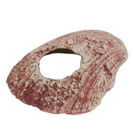 Nobby Aquariendekoration Muschel Höhle für Fische und Welse in Beige Rosa 10,8 x 12,5 x 5 cm – Bild 1 von 7