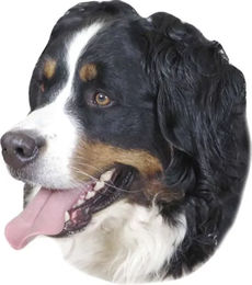 Produktbild von Nobby Aufkleber Berner Sennenhund