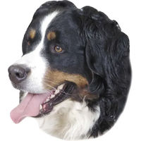 Produktbild von Nobby Aufkleber Berner Sennenhund