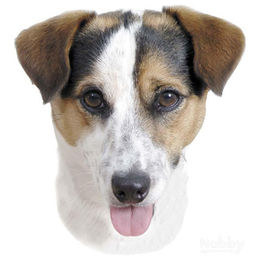 Nobby Aufkleber Jack Russell Terrier mit Zunge – Bild 1 von 1
