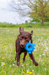 Nobby Biber Floating Hundespielzeug aus Neopren in Blau und Grau 27 cm - 1 Stk. – Bild 1 von 6