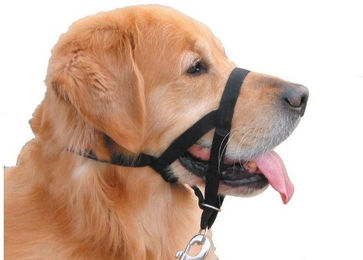 Nobby Easy Leader Erziehungshalsband für Hunde Schwarz Größe L – Bild 1 von 3