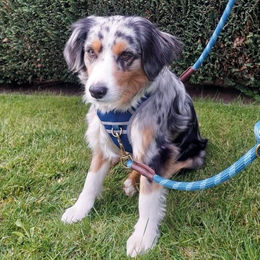 Nobby Führleine Sporty aus Leder für Hunde in Rot, Länge 200 cm - 2 m – Bild 1 von 5