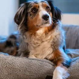 Nobby Hundebett Cloudy eckig Grau aus Plüsch – Bild 1 von 3