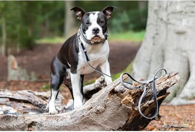 Nobby Hundeführleine Velours Rot S-M 200 cm - 2 m – Bild 1 von 3