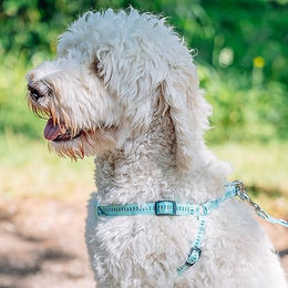 Nobby Hundegeschirr Soft Grip aus Nylon Braun Größe XS für kleine Hunde mit Brustumfang 30-40 cm – Bild 1 von 4