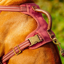 Nobby Hundegeschirr Sporty aus Leder in Rot Größe M – Bild 1 von 5