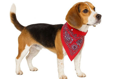 Nobby Hundehalsband mit Tuch aus Leder in Rot Länge 45 cm – Bild 1 von 4