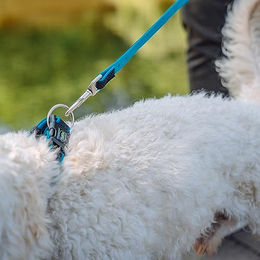 Nobby Hundehalsband Pet Mesh Preno Blau Größe L – Bild 1 von 3
