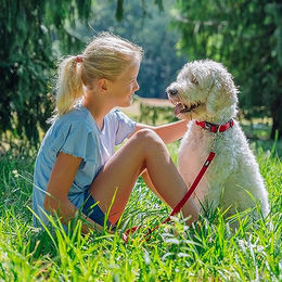 Nobby Hundehalsband Soft Grip aus Nylon Blau Größe L 50-65 cm – Bild 1 von 3