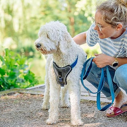 Nobby Komfort Geschirr Classic Preno für Hunde aus Nylon in Grün/Grau Größe L – Bild 1 von 3