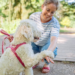 Nobby Norwegergeschirr Classic Preno für Hunde aus Nylon in Grün/Grau Größe L – Bild 1 von 2