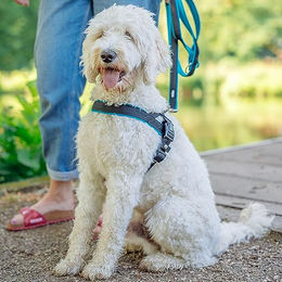 Nobby Norwegergeschirr Mesh Preno für Hunde aus Neopren lila Größe L – Bild 1 von 3