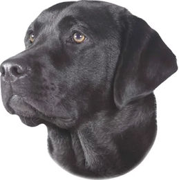 Nobby Pet Aufkleber Labrador – Bild 1 von 1