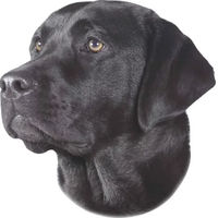 Produktbild von Nobby Pet Aufkleber Labrador