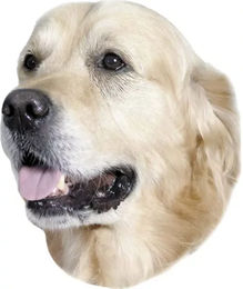 Nobby Pet Doréen Retriever Aufkleber – Bild 1 von 1