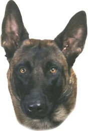 Nobby Pet Malinois Aufkleber – Bild 1 von 1
