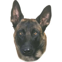 Produktbild von Nobby Pet Malinois Aufkleber