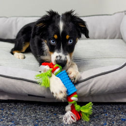 Nobby Puppy Hundespielzeug Set aus TPR mit Quietschfunktion für Welpen in Blau Rosa Bunt - 1 Stk. – Bild 1 von 3