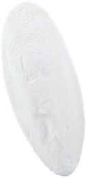 Nobby Sepiaschalen für Vögel und Reptilien aus Naturmaterial 1 kg - 1 kg – Bild 1 von 2