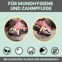 Produktbild von noms+ Dental-Spray zur Zahnpflege bei Zahnstein für Hunde und Katzen 100ml