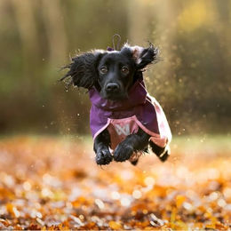 Non-stop dogwear Fjord Regenmantel 2.0 für Hunde Grau Rückenlänge 60 cm wasserdicht – Bild 1 von 3