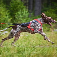 Produktbild von Non-stop dogwear Freemotion Harness 5.0 Hundegeschirr Y-Geschirr Blau Grau Größe 7