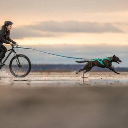 Non-Stop Dogwear Freemotion Harness 5.0 Sportgeschirr für Hunde in Aqua – Bild 1 von 4