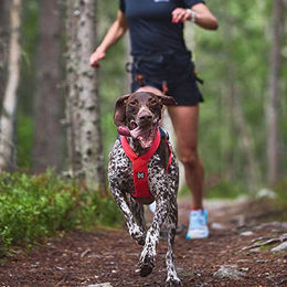 Non-stop dogwear Freemotion Harness 5.0 Y-Geschirr für Hunde in Rosa Größe 6 – Bild 1 von 2