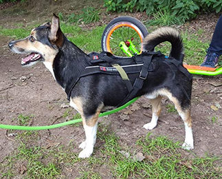 Non-stop dogwear Freemotion Harness Sportgeschirr für Hunde Schwarz Größe 6 – Bild 1 von 6