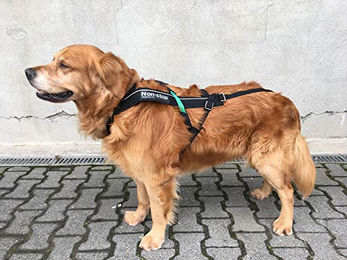 Non-stop dogwear Freemotion Harness Sportgeschirr für Hunde Schwarz Größe 8 – Bild 1 von 3