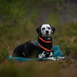 Non-stop dogwear Hundejacke Trekking-Fleecejacke Schwarz/Orange Größe 33 – Bild 1 von 2
