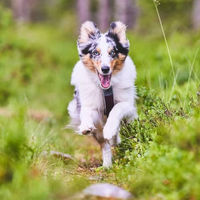 Produktbild von Non-stop dogwear Line Harness 5.0 Hundegeschirr Y-Geschirr aus Nylon Schwarz Größe G 3 wasserabweisend