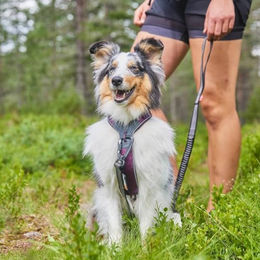 Non-stop dogwear Line Harness 5.0 Hundegeschirr Y-Geschirr aus Nylon Schwarz Größe G 8 – Bild 1 von 3