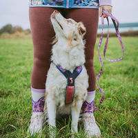 Produktbild von Non-stop dogwear Line Harness 5.0 Rachel Pohl Edition Hundegeschirr Lila Rosa Größe 2