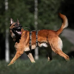 Non-stop dogwear Line Harness Long Hundegeschirr für Working Dogs in Grün Größe 4 – Bild 1 von 4