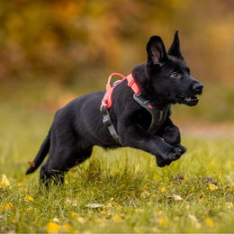 Non-stop dogwear Ramble Harness Hundegeschirr aus Nylon orange schwarz Größe S wasserabweisend – Bild 1 von 3