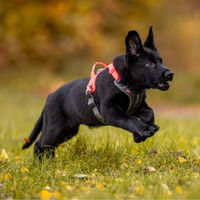 Produktbild von Non-stop dogwear Ramble Harness Hundegeschirr aus Nylon orange schwarz Größe S wasserabweisend