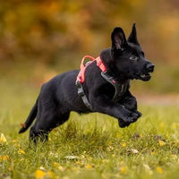 Produktbild von Non-stop dogwear Ramble Sportgeschirr für Hunde wasserabweisend Rosa Grau XL