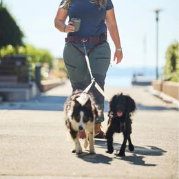 Non-stop dogwear Trekking-Belt 2.0 Hundegeschirr Schwarz Grau Größe S aus Polyester bluesign approved – Bild 1 von 3