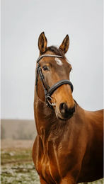 Produktbild von Norton Club Diva Trense aus Leder in Schwarz für Vollblut