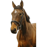 Produktbild von Norton Club Easy Trense aus Leder in Schwarz