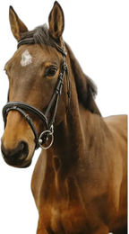 Produktbild von Norton Club Easy Trense aus Leder in Schwarz für Vollblut