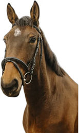 Produktbild von Norton Club Square Trense aus Leder für Ponys in Schwarz