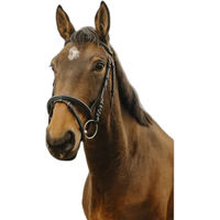 Produktbild von Norton Club Square Trense aus Leder für Ponys in Schwarz