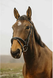 Produktbild von Norton Club Square Trense aus Leder in Braun für Vollblut