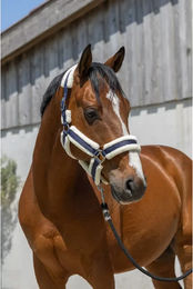 Produktbild von Norton Cosy Pferdehalfter für Ponys aus Kunststoff in Blau