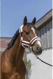 Produktbild von Norton Cosy Pferdehalfter für Ponys aus Kunststoff in Rot