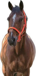 Produktbild von Norton Fluo Halfter für Ponys aus Neopren in Orange